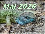 maj 2026